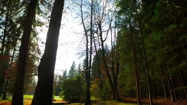 Bomen Takken Met Laatste Bladeren Herfst Net Voor Winter Komt — Stockvideo