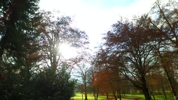Деревья Ветви Последними Листьями Осенью Раз Перед Наступлением Зимы — стоковое видео