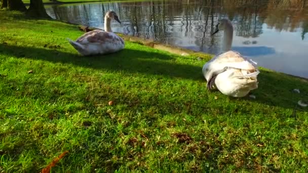 Young Still Brown Swans Shore Small Lake Just Feeding Themselves — Stockvideo