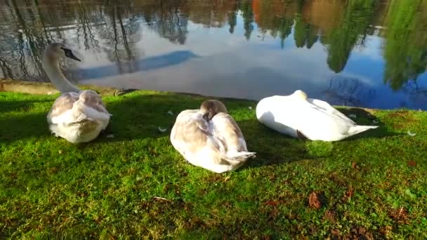 Young Still Brown Swans Shore Small Lake Just Feeding Themselves — 图库视频影像