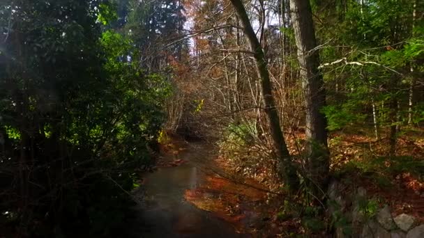就在冬天到来之前 树上的枝条长满了落叶 — 图库视频影像
