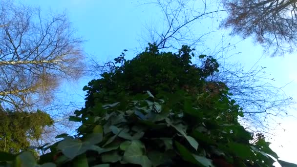 Trees Branches Last Leaves Autumn Just Winter Arrive — Stockvideo