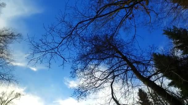 Trees Branches Last Leaves Autumn Just Winter Arrive — Vídeo de Stock