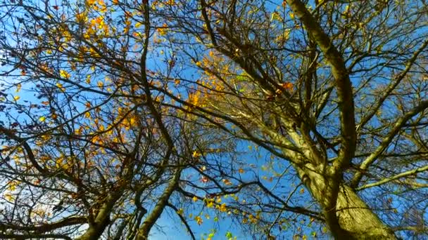 Деревья Ветви Последними Листьями Осенью Раз Перед Наступлением Зимы — стоковое видео