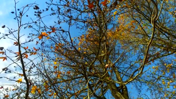 Árvores Ramos Com Folhas Últimas Outono Pouco Antes Inverno Chegará — Vídeo de Stock