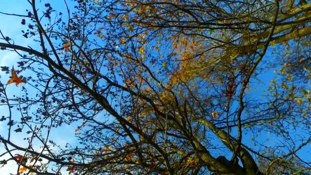 Дерева Гілки Останнім Листям Восени Якраз Перед Настанням Зими — стокове відео