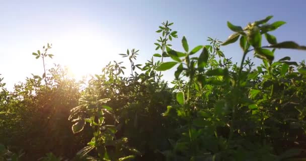 Green Clover Field Intensive Sun Rays — 图库视频影像