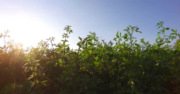 Πράσινο Πεδίο Τριφύλλι Και Εντατικές Ακτίνες Του Ήλιου — Αρχείο Βίντεο
