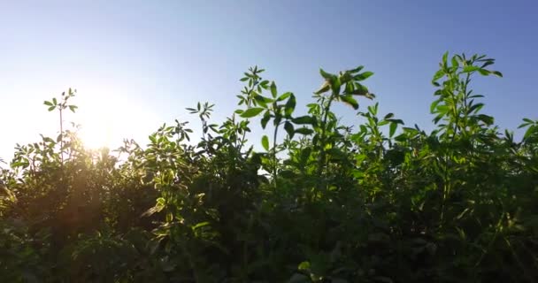 Green Clover Field Intensive Sun Rays — Stok Video