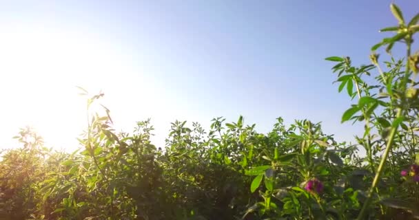 Green Clover Field Intensive Sun Rays — Wideo stockowe
