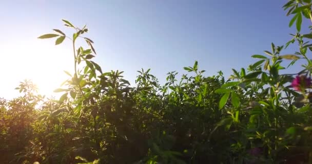 Green Clover Field Intensive Sun Rays — Stock Video