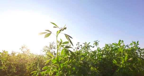 Green Clover Field Intensive Sun Rays — Vídeo de Stock