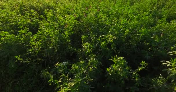 Green Clover Field Intensive Sun Rays — Vídeo de Stock
