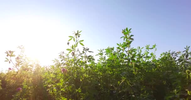 Зелене Поле Конюшини Інтенсивні Сонячні Промені — стокове відео