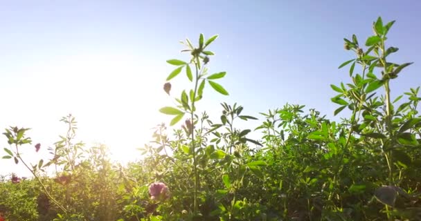 Green Clover Field Intensive Sun Rays — Stock Video