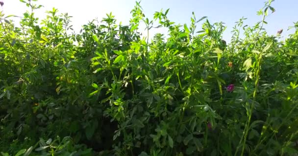 Campo Trébol Verde Rayos Solares Intensos — Vídeos de Stock