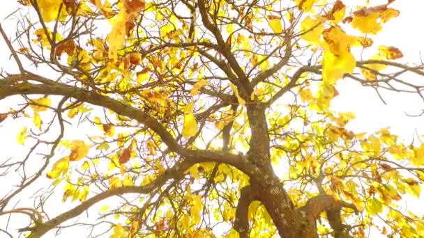 Observando Las Coronas Los Árboles Desde Suelo Primavera Temprana Clima — Vídeos de Stock