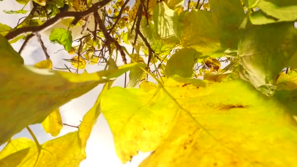 Observando Las Coronas Los Árboles Desde Suelo Primavera Temprana Clima — Vídeos de Stock