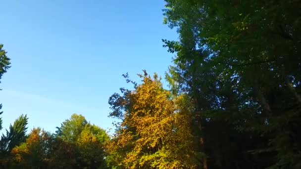 Observer Les Cimes Des Arbres Depuis Sol Début Printemps Météo — Video