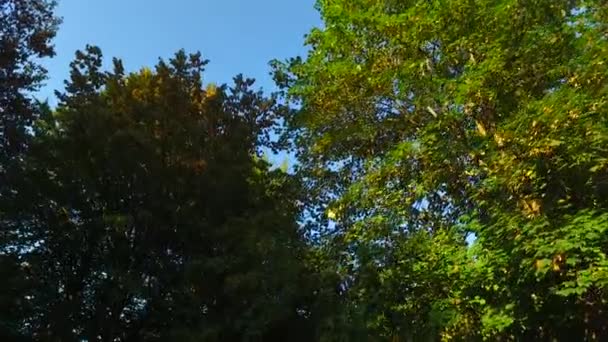 Observando Las Coronas Los Árboles Desde Suelo Primavera Temprana Clima — Vídeo de stock