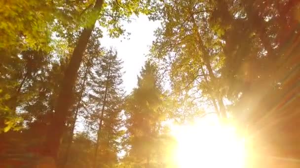 Observando Las Coronas Los Árboles Desde Suelo Primavera Temprana Clima — Vídeo de stock