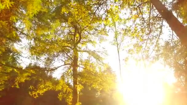 Observando Las Coronas Los Árboles Desde Suelo Primavera Temprana Clima — Vídeo de stock