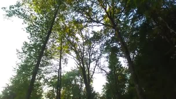 Observando Coroas Árvores Chão Início Primavera Tempo Ensolarado Vento Primavera — Vídeo de Stock