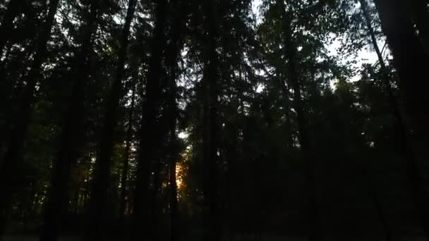 Наблюдая Коронами Деревьев Земли Ранняя Весна Солнечная Погода Весенний Ветер — стоковое видео