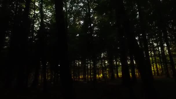 Observando Coroas Árvores Chão Início Primavera Tempo Ensolarado Vento Primavera — Vídeo de Stock