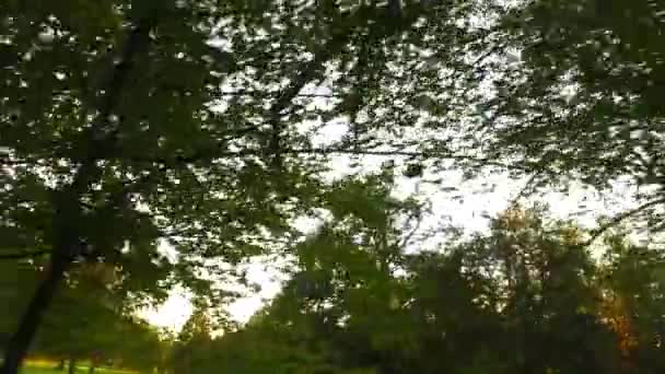 Observando Las Coronas Los Árboles Desde Suelo Primavera Temprana Clima — Vídeo de stock