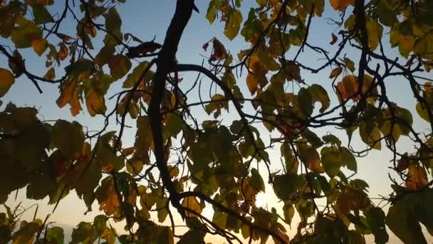 Leaves Branches Autumn Tree — Stock videók