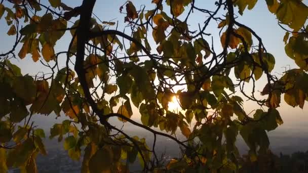 Leaves Branches Autumn Tree — Αρχείο Βίντεο