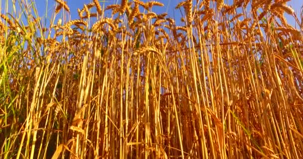 Orzo Maturo Sul Campo All Inizio Della Mattina Estate — Video Stock