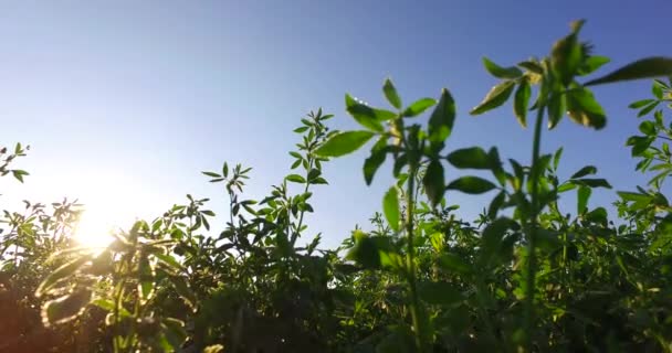 Clover Hřišti Zblízka Slunečný Letní Den Jídlo Pro Zvířata Dobrá — Stock video