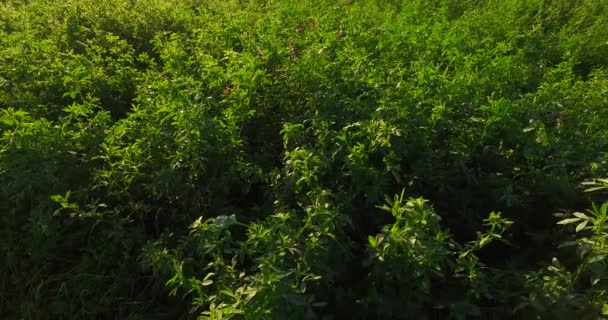 Clover Field Close Sunny Summer Day Food Animals Good Plant — Stock Video