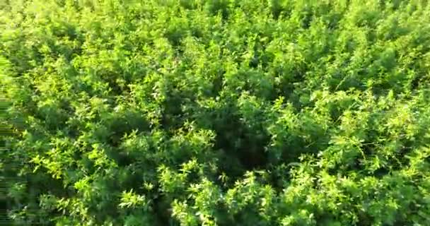 Young Green Healthy Clover Summer Lighten Field — Stock Video
