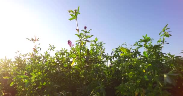 햇살이 비추는 들판의 푸르고 — 비디오