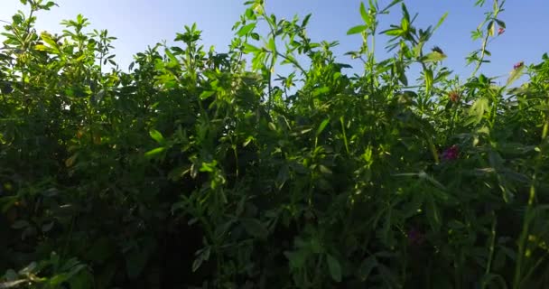 Junges Grünes Gesundes Kleeblatt Auf Sommerlichtem Feld — Stockvideo