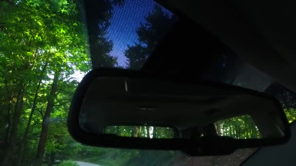 Observing Nature Car Dense Green Forest — Stockvideo