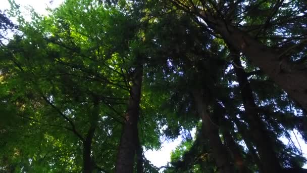 Tavaszi Erdő Ágai Levelei — Stock videók
