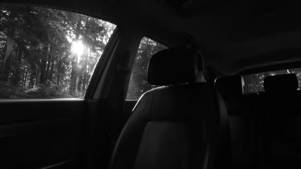 Detailed Interior Car Dark Forest — Video Stock