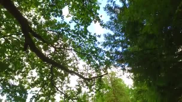 Corone Alberi Con Foglie Nella Giornata Sole — Video Stock