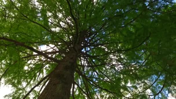 Korony Drzew Liśćmi Słoneczny Dzień — Wideo stockowe