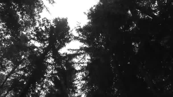 Coroane Copaci Frunze Ziua Însorită — Videoclip de stoc
