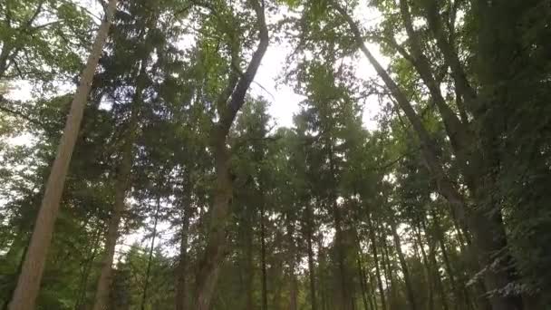 나뭇잎이 나무들 — 비디오