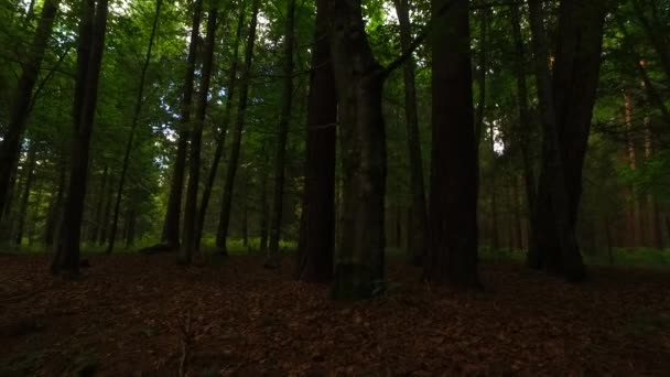 Branches Feuilles Forêt Printanière — Video