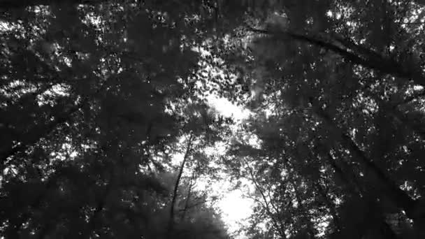 Koruny Stromů Listy Slunečného Dne — Stock video