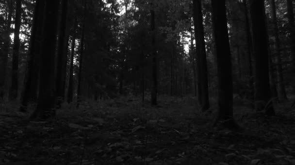 Branches Feuilles Forêt Printanière — Video