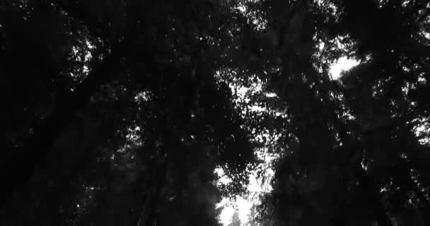 晴れた日に葉を持つ木の冠 — ストック動画