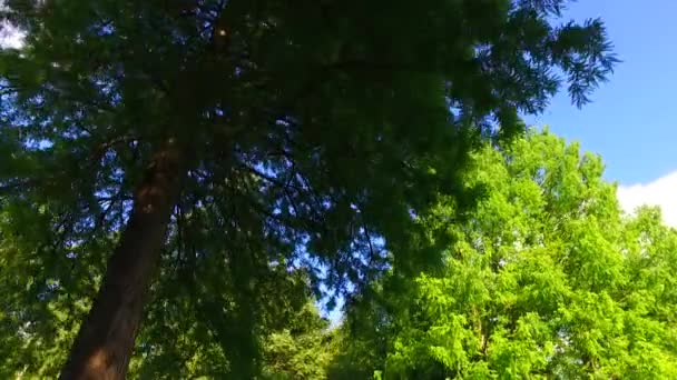 Kronen Von Bäumen Mit Blättern Sonnigen Tagen — Stockvideo
